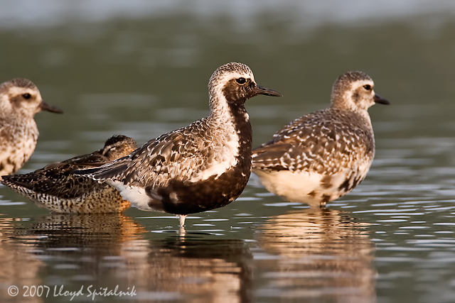 Black-bellied Plover
