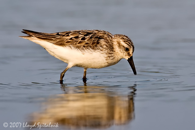 Semipalmated Sandpiper