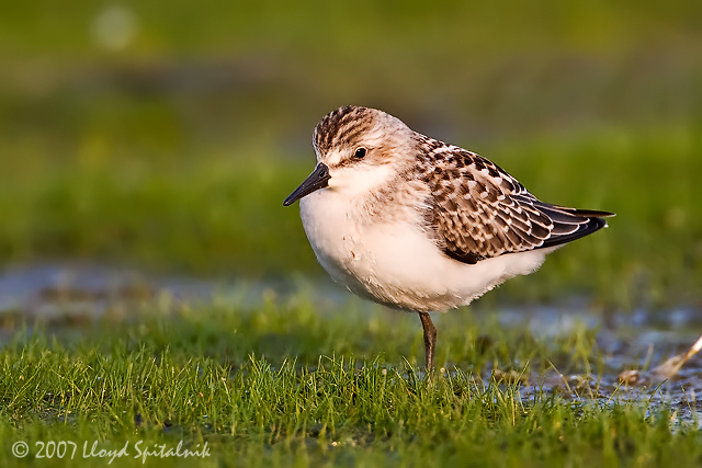 Semipalmated Sandpiper (juvenile)