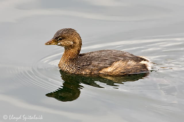 Pied-billed Grebe
