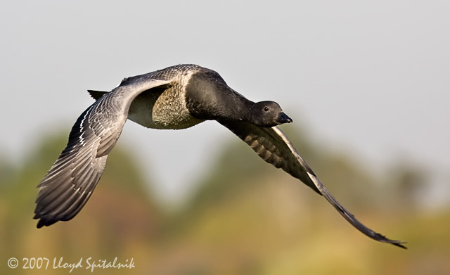 Brant