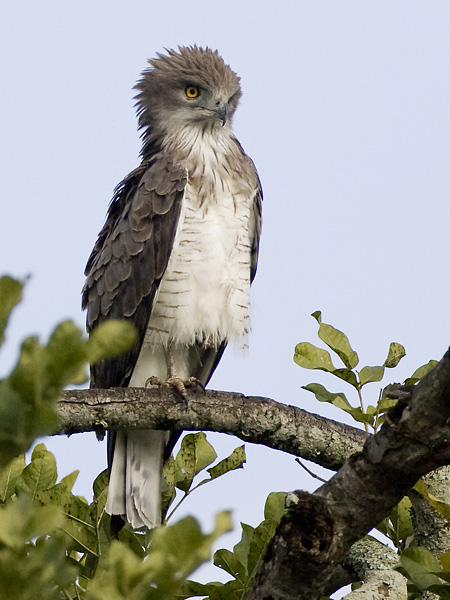 Beaudouins Snake-eagle <br> Circaetus beaudouini