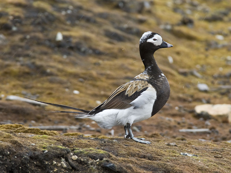 long-tailed duck  ijseend  Clangula hyemalis