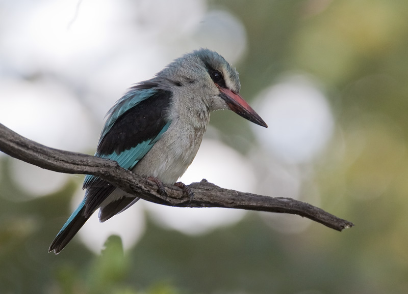 woodland kingfisher <br> senegal ijsvogel <br> Halcyon senegalensis