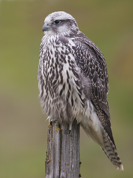 gyr falcon (juv.)  giervalk  Falco rusticolus