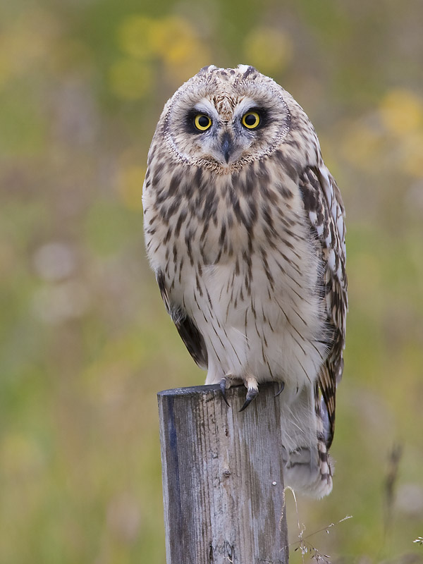 short-eared owl  velduil  Asio flammeus