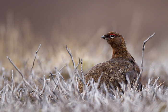 red grouse (male)  Schots sneeuwhoen  Lagopus scoticu