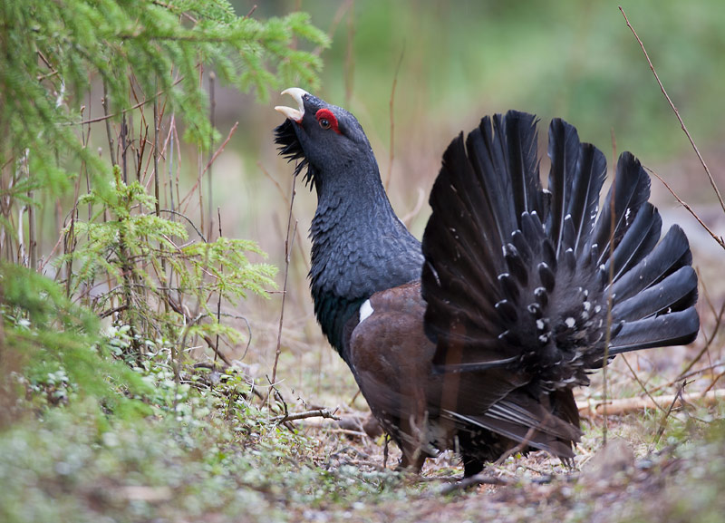 capercaillie  auerhoen  Tetrao urogallus