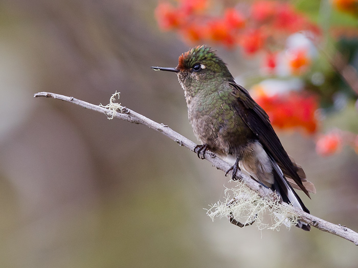 rainbow-bearded thornbill   colibr de herrn  Chalcostigma herrani