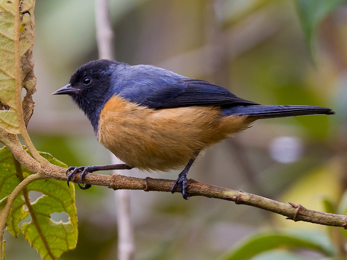 blue-backed conebill  mielerito purpreo  Conirostrum sitticolor