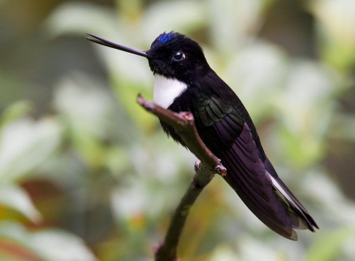 collared inca inca acollarado (Esp)  Coeligena torquata