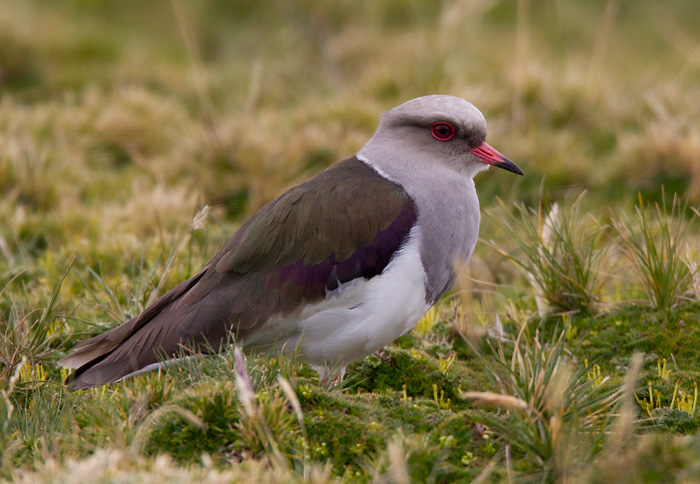 andean lapwing  avefra andina  Vanellus resplendens