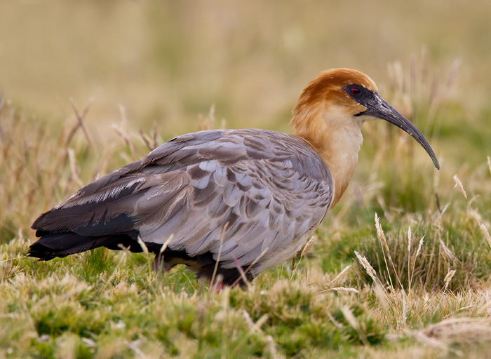 black-faced ibis  bandurria (Esp)  Theristicus melanopis