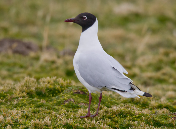 andean gull  gaviota andina  Larus serranus