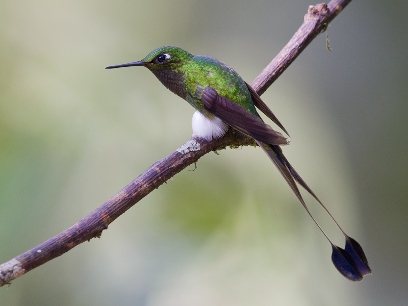 booted racket-tail  colibr de raquetas  Ocreatus underwoodii