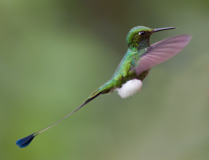 booted racket-tail  colibr de raquetas  Ocreatus underwoodii