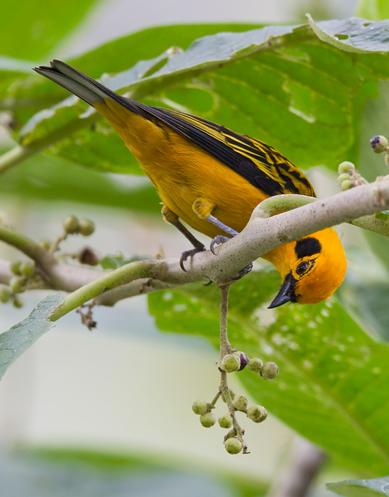 golden tanager  tngara dorada  Tangara arthus