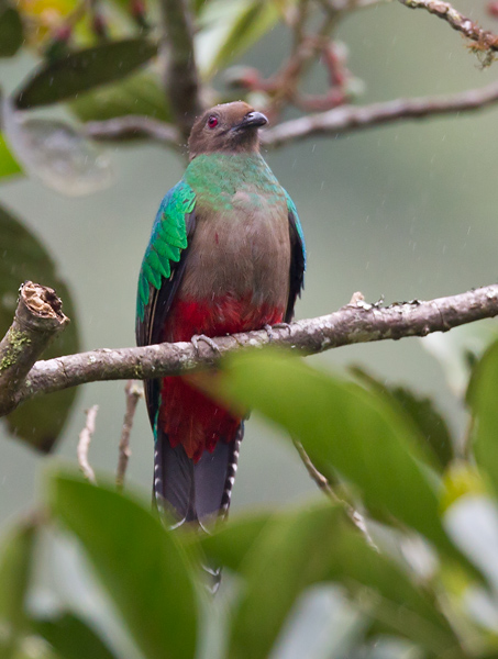 crested quetzal <br> quetzal crestado <br> Pharomachrus antisianus