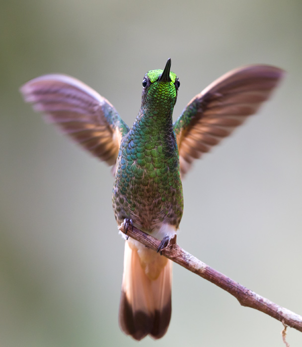 buff-tailed coronet  colibr colihabano  Boissonneaua flavescens