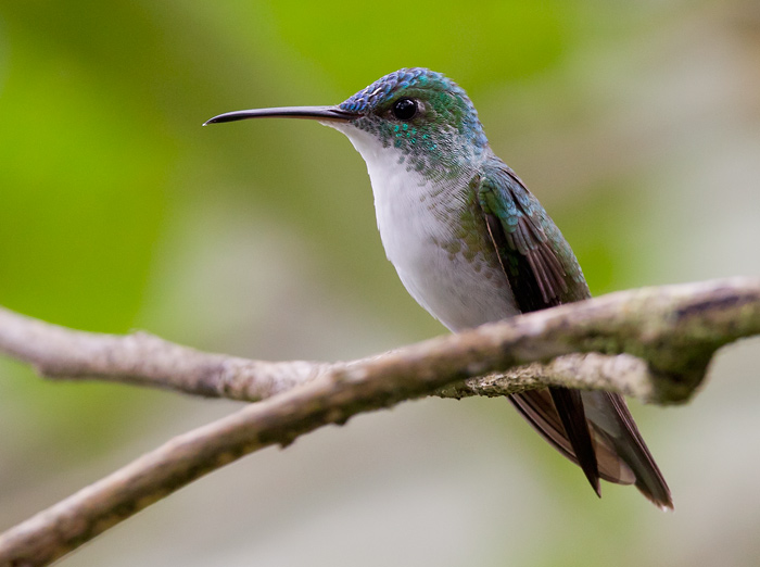 andean emerald  amazilia andina  Amazilia franciae