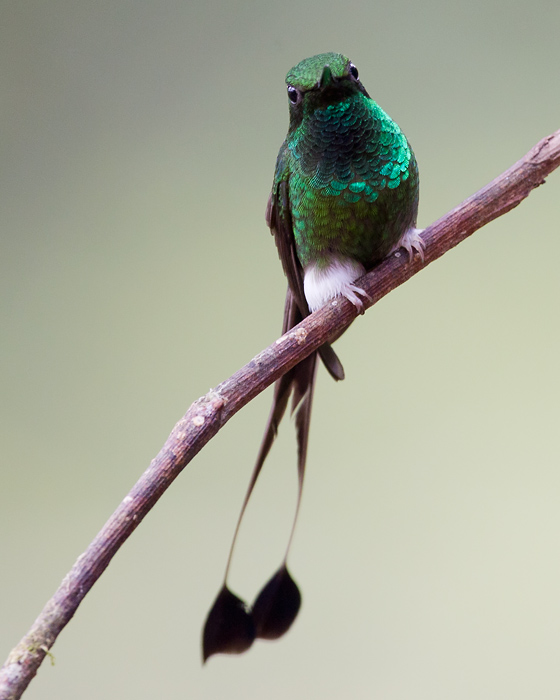 booted racket-tail  colibr de raquetas (Esp)  Ocreatus underwoodii