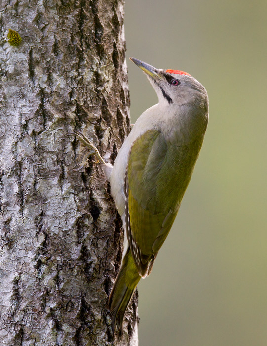 grey-faced woodpecker (m.) <br> grijskopspecht (NL) grspett (N) <br> Picus canus
