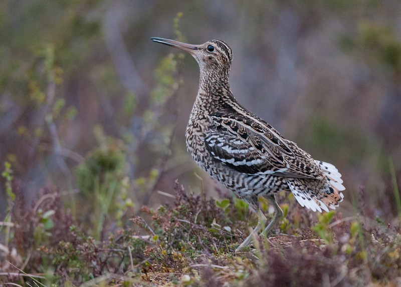 great snipe  poelsnip (NL) dobbeltbekkasin (N)  Gallinago media