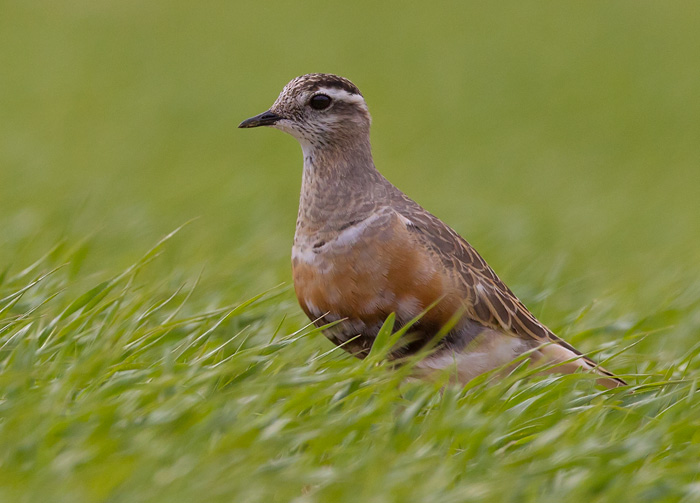 dotterel (m.)  morinelplevier (NL) boltit (N)  Charadrius morinellus