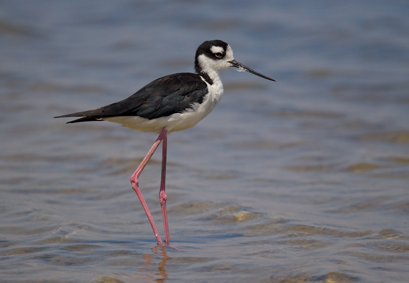 black-necked stilt <br> cigenuela cuellinegra (Esp.) <br> Himantopus mexicanus