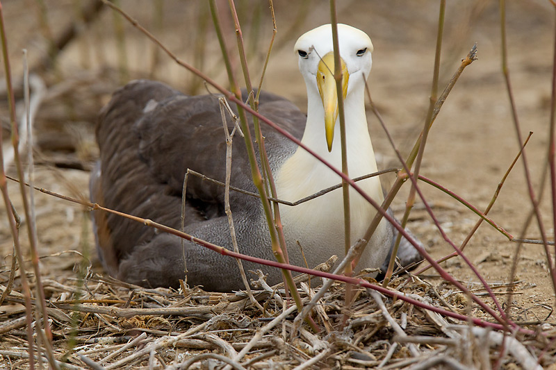 waved albatross <br> Phoebastria irrorata