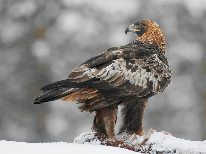 golden eagle  steenarend (NL) kongern (NO)  Aquila chrysaetos