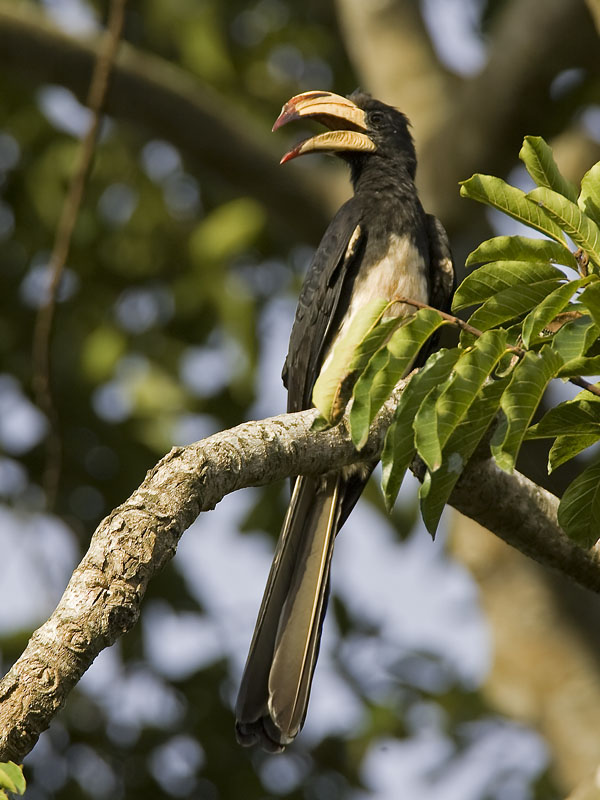 african pied hornbill  Tockus fasciatus