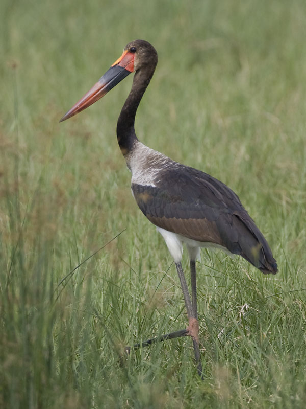 saddle-billed stork  Ephippiorhynchus senegalensis