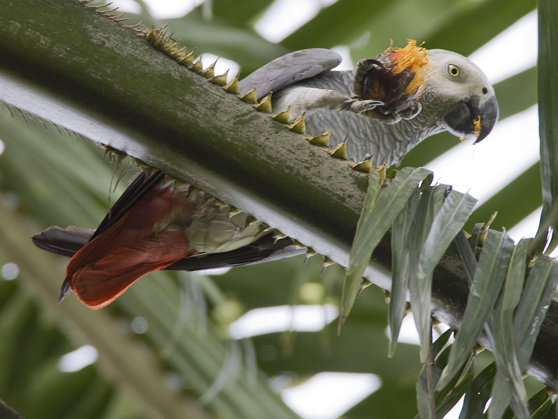 grey parrot <br> Psittacus erithacus