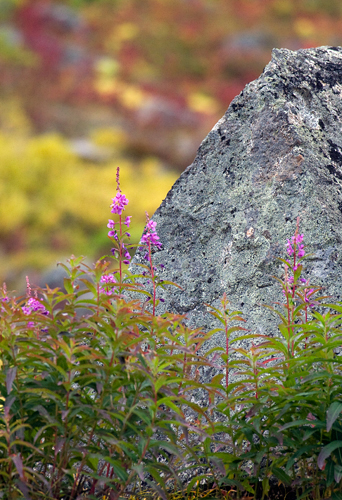 Fall Colors