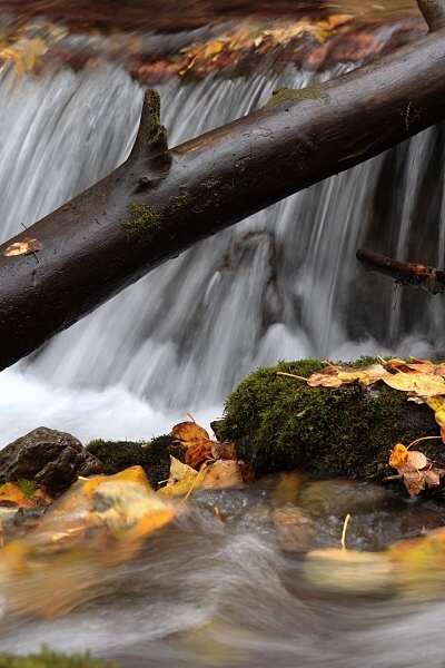 Fall Has Fell