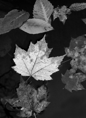 _MG_0082 BW Leaf.jpg