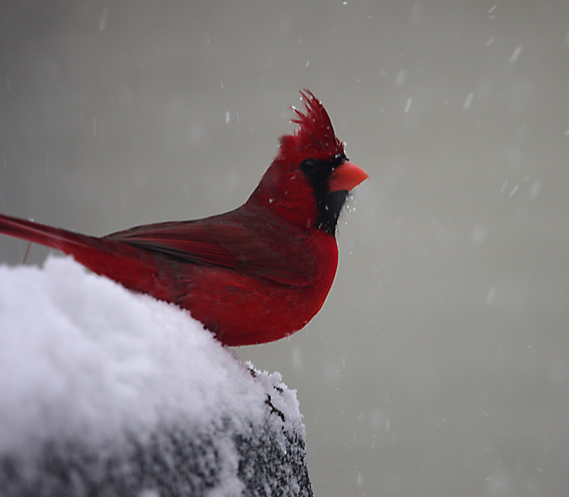 Cardinal/Snowstorm