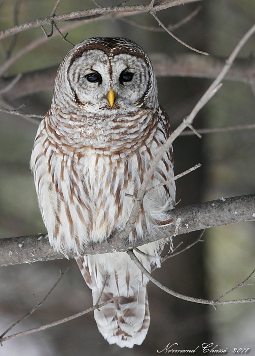 Chouette raye - Barred Owl - Strix varia