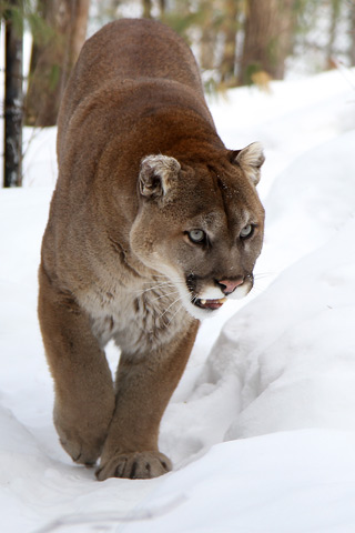 Muskoka-Wildlife-Centre-247-www.jpg