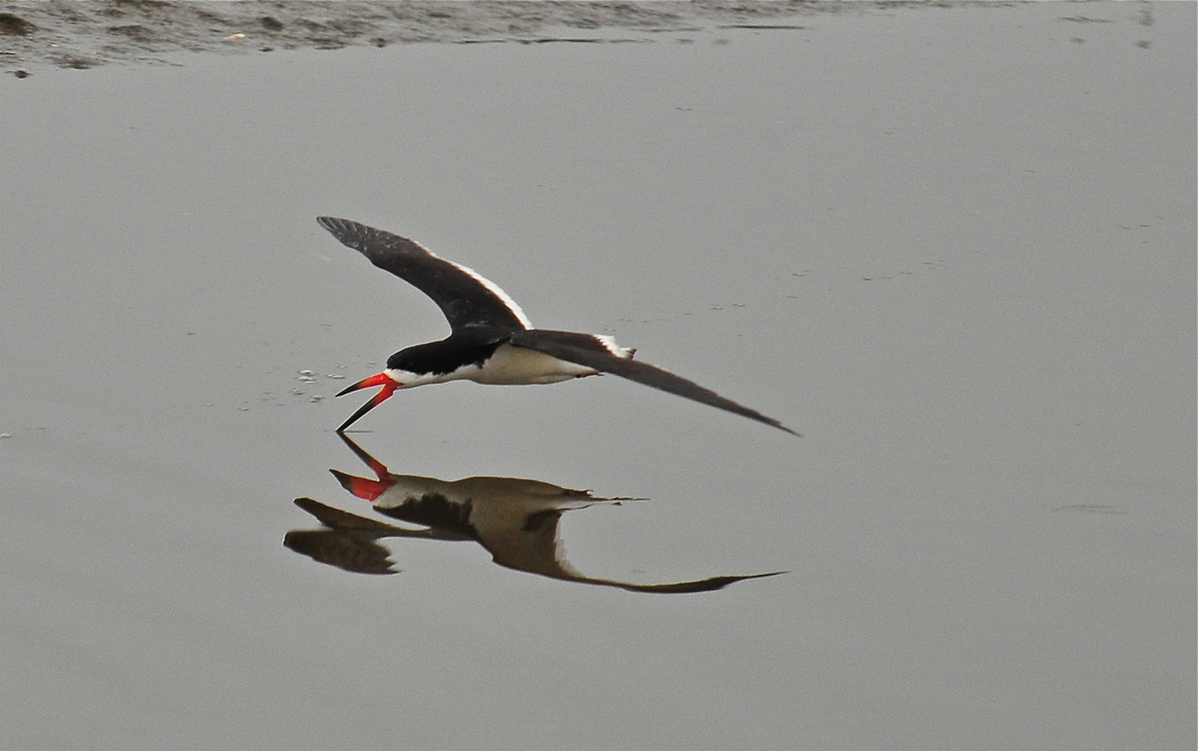 DSC_6535.JPG