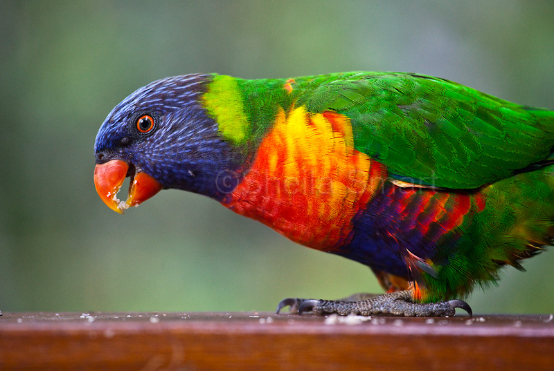 Rainbow lorikeet