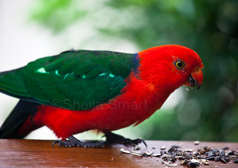 King parrot