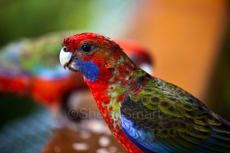 Juvenile crimson rosella