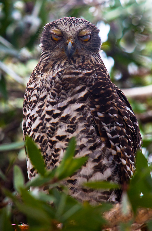 Powerful owl trying to doze