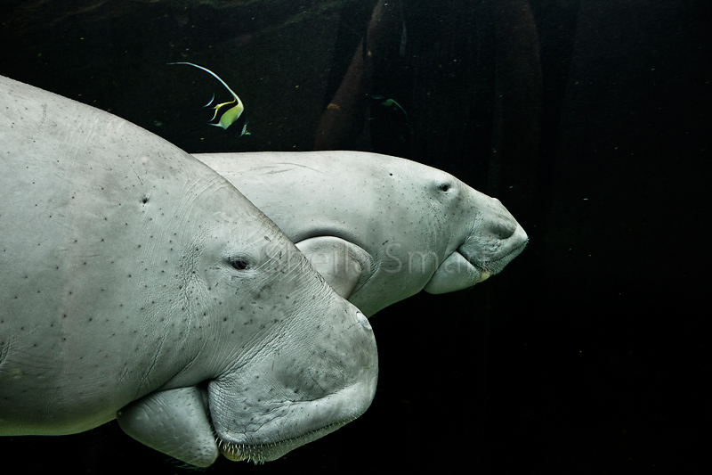 Dugongs