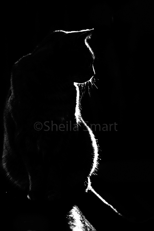 Backlit cat