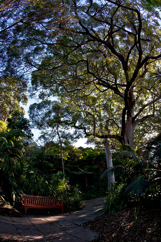 Chair in Royal Botanic Gardens