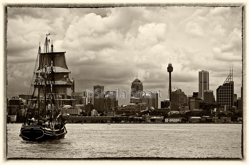 Southern Swan on Sydney Harbour