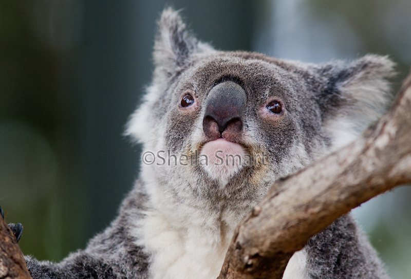 Koala awake